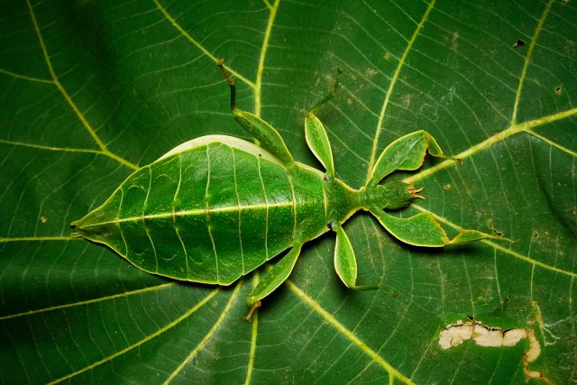 Krásným příkladem druhu využívajícího mimikry jsou tropické lupenitky | foto: Shutterstock