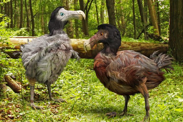 Ilustrace ukazuje,  jak zhruba mohl vypadat pták dodo | foto: Shutterstock