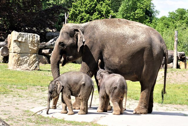Nová slůňata v pražské zoo se mají čile k světu | foto: Šárka Mattová,  Český rozhlas