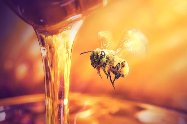 Z čeho vlastně vzniká med? | foto: Shutterstock