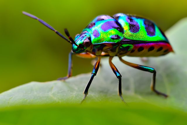 Hmyz je pro přírodu poklad. A nejen tím,  jak krásně může vypadat | foto: Shutterstock