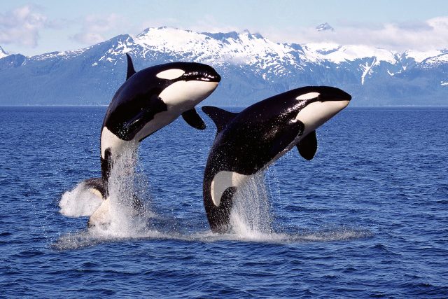 Kosatky jsou inteligentní a krásná stvoření  |  | foto: Shutterstock