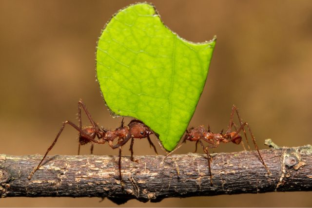 Mravenci střihači při práci | foto: Shutterstock