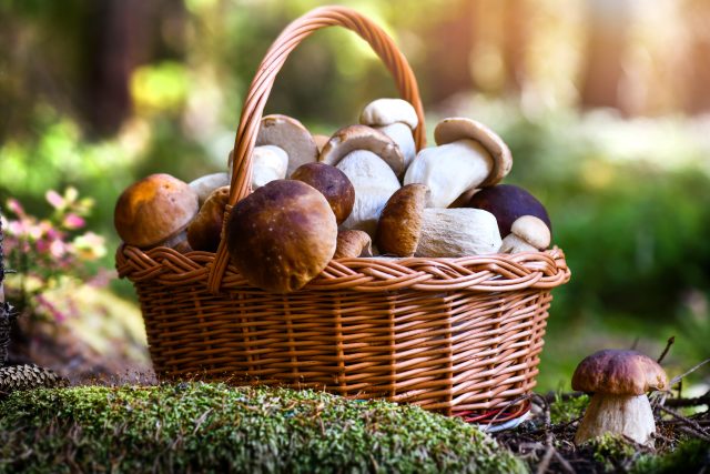 Máte rádi houby? A jak se v nich vyznáte? | foto: Shutterstock