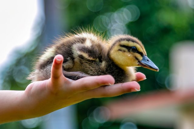Do péče zvířecích záchranářů se často dostávají divoké kachny | foto: Shutterstock