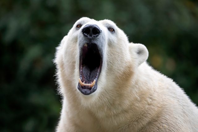 Obyvatelé polárních oblastí lední medvědy lovili. Jejich játra ale nikdy nejedli | foto: Shutterstock