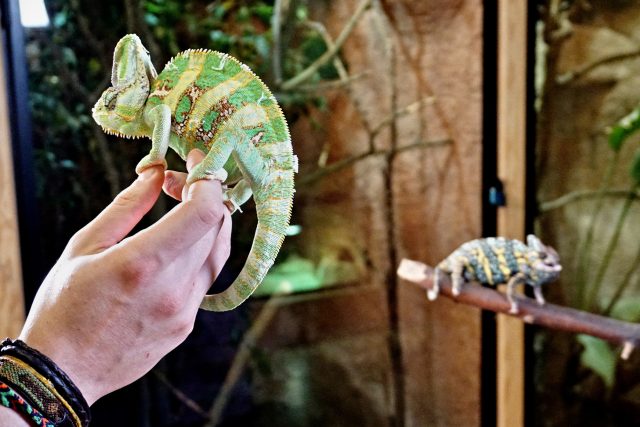 Mezi sebou se chameleoni moc nekamarádí | foto: Šárka Mattová