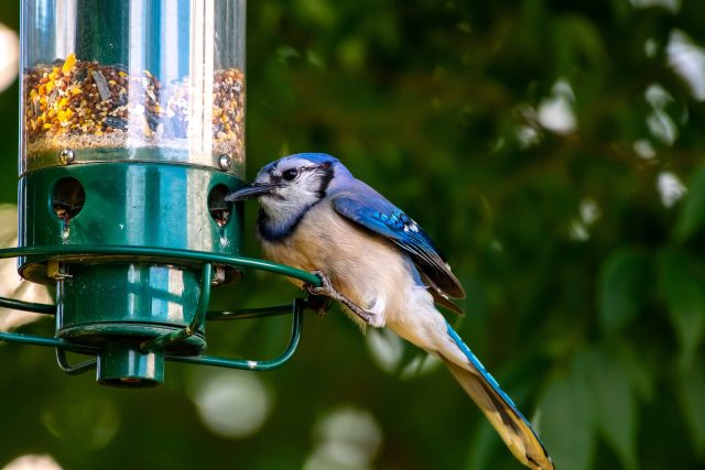 Co ptákům chutná a co jim škodí? | foto: Fotobanka Pixabay CC0 Creative Commons