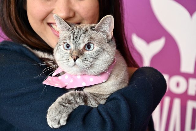 Nala je nejúspěšnější kočkou na instagramu | foto: Profimedia