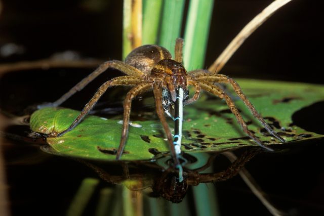 Lovčík vodní dokáže chytit nejen hmyz | foto: Shutterstock