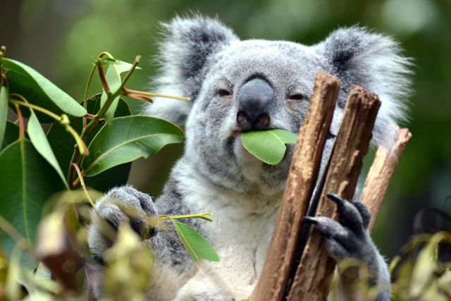 Koala | foto: Shutterstock