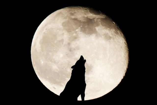 Vyjí vlci na měsíc schválně? | foto: Shutterstock