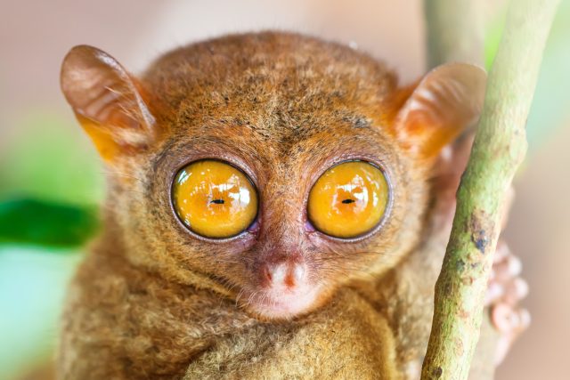 Nártoun má velká kukadla. Největší oči má však jiné zvíře | foto: Shutterstock