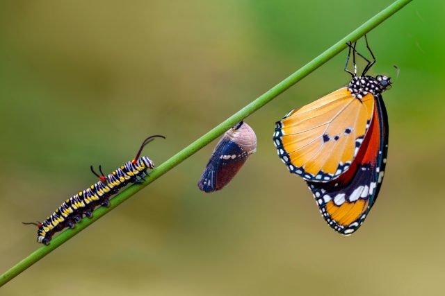 Fáze vývoje motýla | foto: Shutterstock