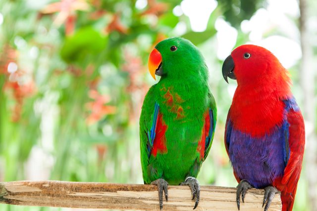 Jak se jmenují tihle krásní papoušci? | foto: Shutterstock