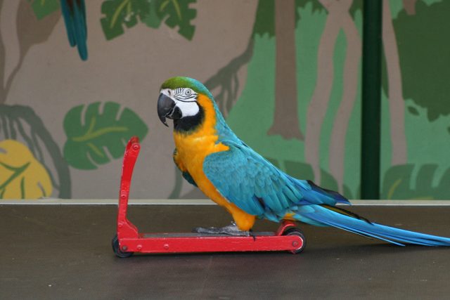Umí váš papoušek jezdit na koloběžce? Třeba se dostane do Guinnessovy knihy rekordů | foto: Shutterstock