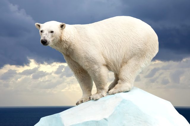 Jakou barvu má doopravdy srst ledního medvěda? | foto: Shutterstock