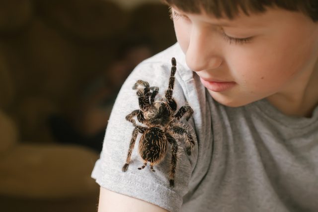 Bojíte se pavouků? | foto: Shutterstock