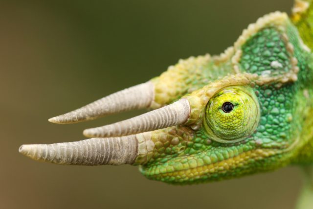 Chameleon třírohý | foto: Daniel Koleška,  Zoopark Zájezd