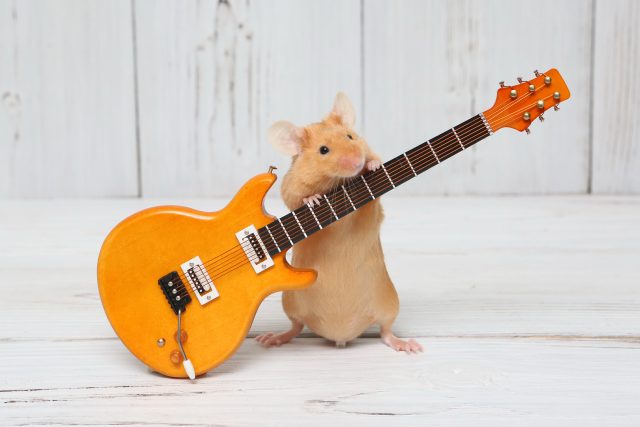 Samečci myší zpívají milostné písničky | foto: Shutterstock