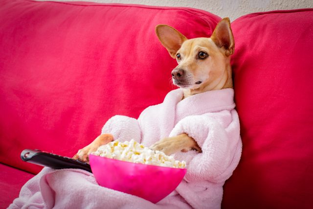 I psi rádi sledují televizi | foto: Shutterstock