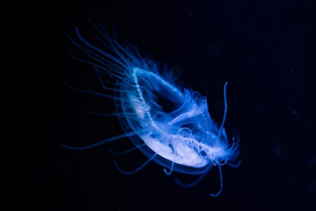 Medúzka sladkovodní | foto: Shutterstock