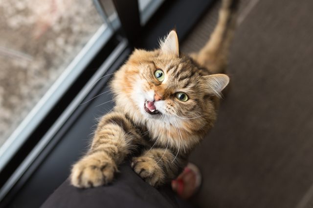 Proč kočky mňoukají? | foto: Shutterstock