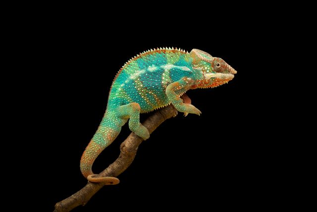 Proč chameleoni mění barvu? | foto: Shutterstock