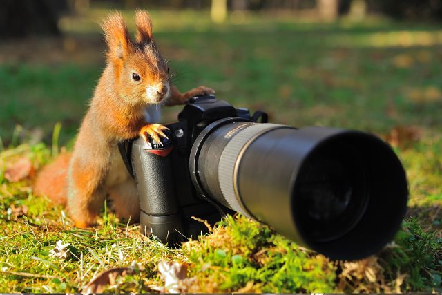 Chcete vyfotit zvíře ve volné přírodě? Poradíme,  jak na to | foto: Shutterstock