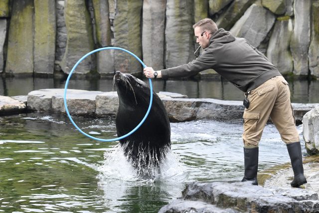 Výcvik lachtanů v Zoo Praha | foto: Michal Krumphanzl,  ČTK