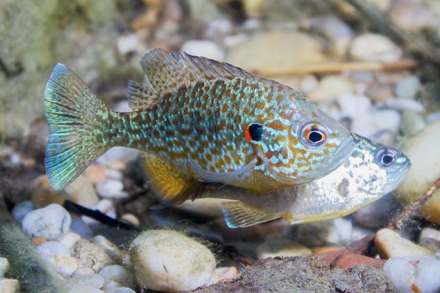 Tahle rybka vypadá jako akvarijní,  přesto ji v malém množství najdete i u nás v přírodě | foto: Fotobanka Shutterstock