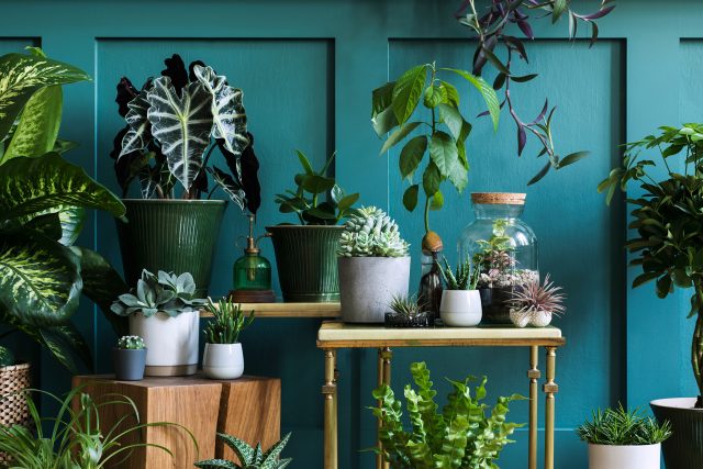 I pokojové rostliny podléhají trendům | foto: Fotobanka Shutterstock