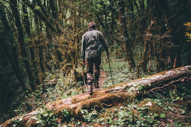 Co byste dělali,  kdybyste se ztratili v hlubokém lese? | foto: Shutterstock