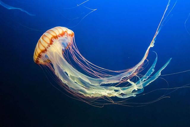 Jsou medúzy zajímavé? | foto: Shutterstock