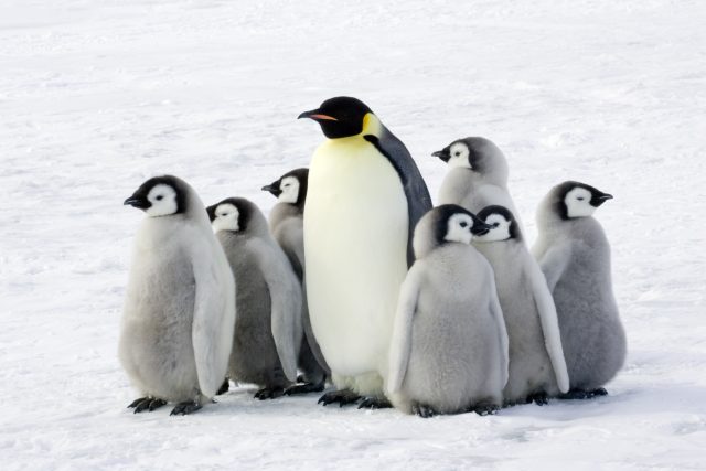 Rodinka tučňáků | foto: Shutterstock