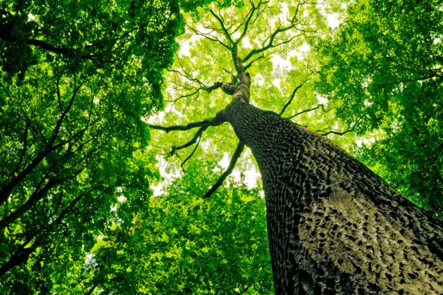Víte,  kolika let se mohou dožít stromy? | foto: Shutterstock