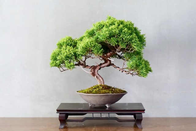 Stromek vytvarovaný jako bonsaj | foto: Shutterstock