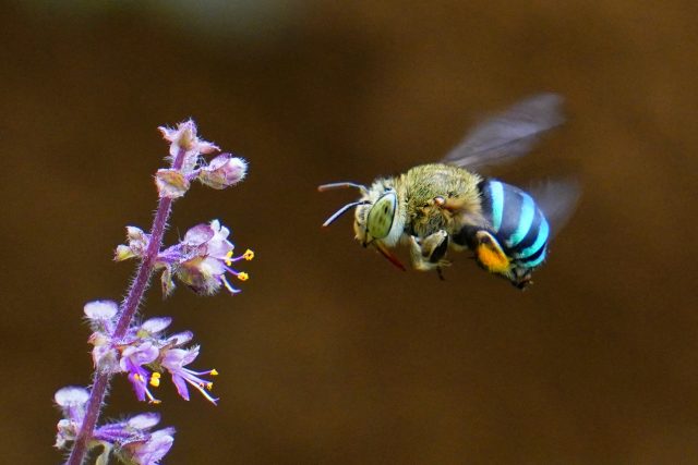 Modré australské včely K opylování k opylování rostlin používají vysokofrekvenční vibrace | foto: Shutterstock