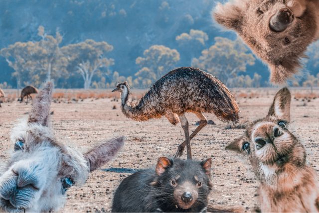 V Austrálii žije mnoho zvláštních zvířat | foto: Shutterstock