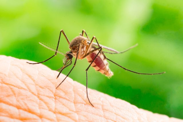 Komáři jsou nepříjemní a mohou být i nebezpeční | foto: Shutterstock