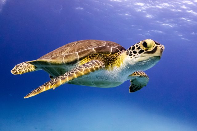 Želvy se skvěle přizpůsobily svému okolí | foto: Shutterstock