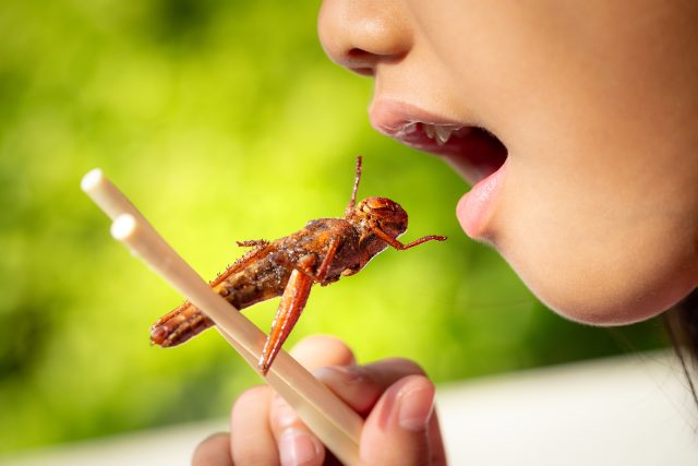 Říkáte si: fůůůj? Hmyz je ale zřejmě potravinou budoucnosti | foto: Shutterstock