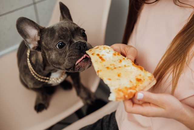 Lidské jídlo do psího žaludku nepatří | foto: Shutterstock