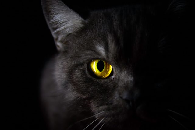 Proč kočkám ve tmě &quot;svítí&quot; oči? | foto: Shutterstock
