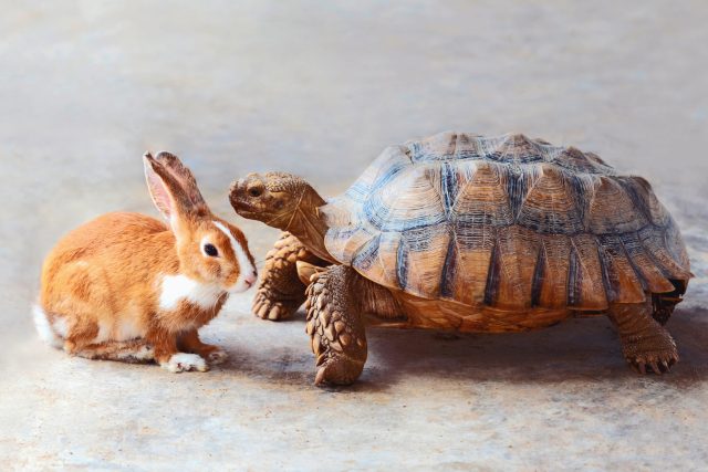 Králíka sice želva nepředhoní,  ale roztomilá je taky dost | foto: Shutterstock