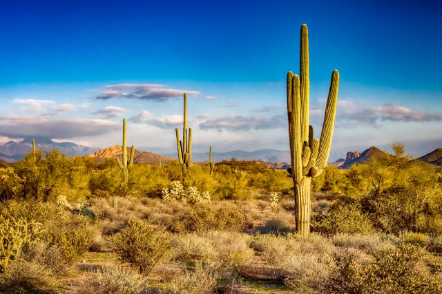 Jak to,  že kaktus vydrží tak dlouho bez vody? | foto: Shutterstock