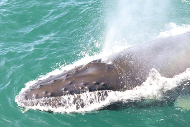 Proč mají velryby vodotrysk? | foto: Shutterstock