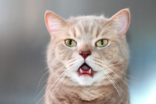 Kočka dokáže zachycovat pachy i ústy  |  | foto: Shutterstock