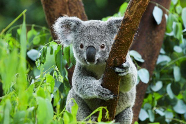 Je koala medvídek,  nebo ne? | foto: Shutterstock