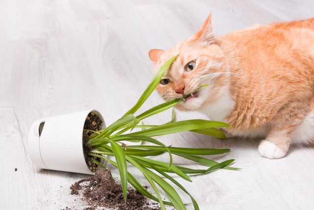 Pokud chováte kočku v bytě a nedáte jí trávu,  může se vrhnout na pokojové rostliny | foto: Shutterstock